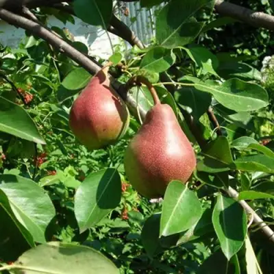 Груша РУМЯНАЯ КЕДРИНА в Рогачеве