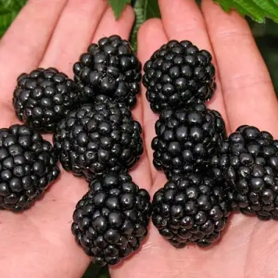 Ежевика ДЖАМБО бесшипная  в Рогачеве