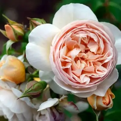 Роза ДЖУЛЬЕТТА английская в Рогачеве