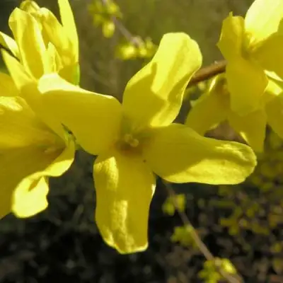 Форзиция ФОРЧУНА в Рогачеве