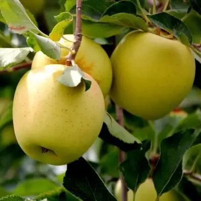 Яблоня ГОЛДЕН ВЛАДИМИРСКИЙ в Рогачеве