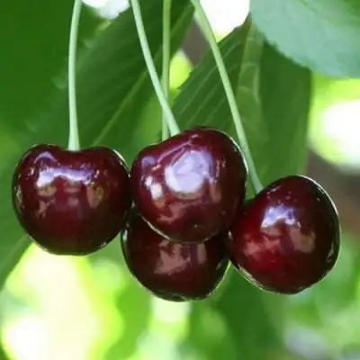 саженцы черешни Ленинградская Черная