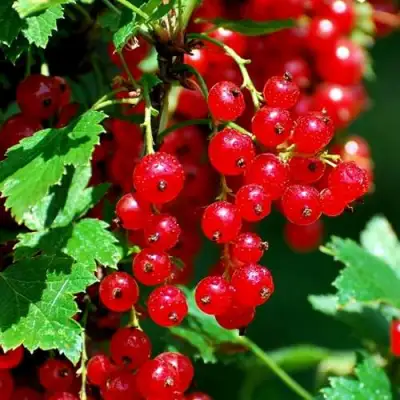 Смородина красная НЕНАГЛЯДНАЯ в Рогачеве