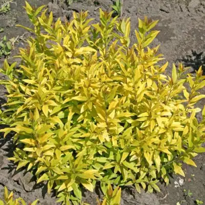 Бирючина АУРЕА обыкновенная в Рогачеве