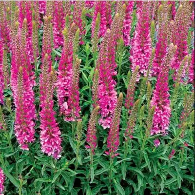 Вероника РОНИКА ФУКСИЯ в Рогачеве