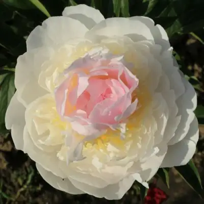 Пион БЛАШ КВИН травянистый в Рогачеве