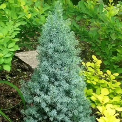 Ель КОНИКА сизая в Рогачеве