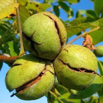 Грецкий орех ПИНСКИЙ в Рогачеве