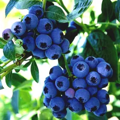 Голубика РЕКА в Рогачеве