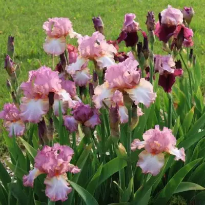 Ирис БЛАШИНГ ПИНК бородатый в Рогачеве