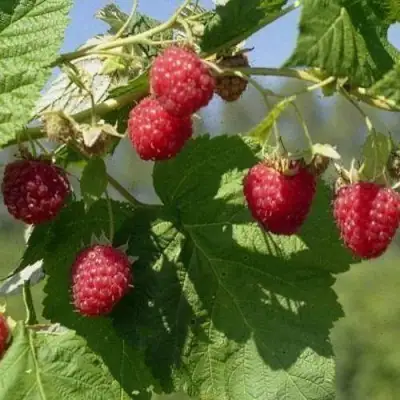 Малина КОЛОКОЛЬЧИК в Рогачеве