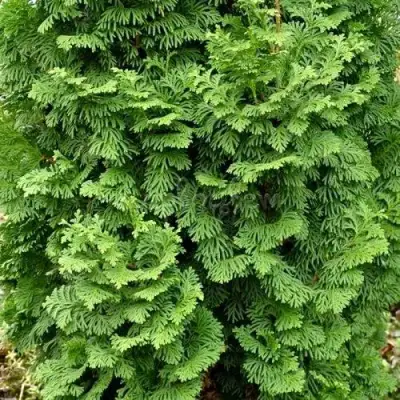 Туя СПИРАЛИС МИНИ западная в Рогачеве