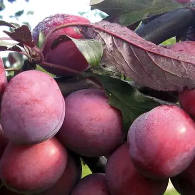 Слива ПАННА в Рогачеве