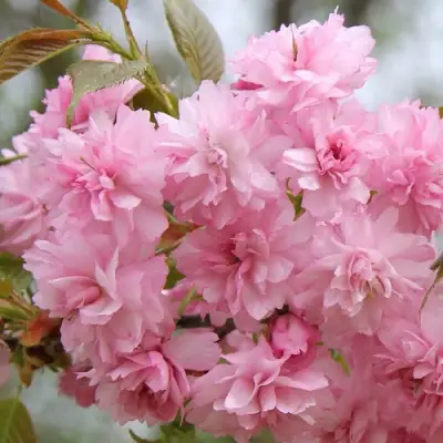 Сакура РОЗЕА ПЛЕНА в Рогачеве