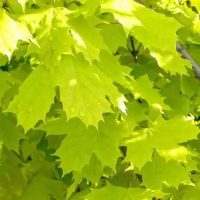 Клен ПРИНСЕТОН ГОЛД остролистный в Рогачеве