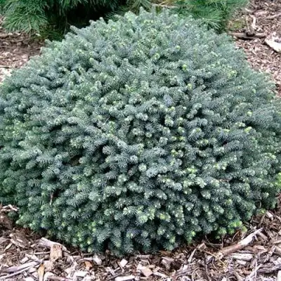 Ель ЭХИНИФОРМИС сизая в Рогачеве