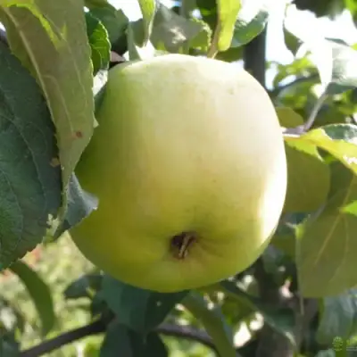 Яблоня АНТОНОВКА ОБЫКНОВЕННАЯ в Рогачеве