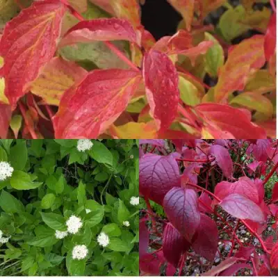 Комплект СЕВЕРНОЕ СИЯНИЕ в Рогачеве