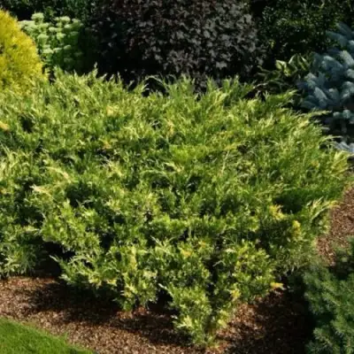 Можжевельник ВАРИЕГАТА казацкий  в Рогачеве