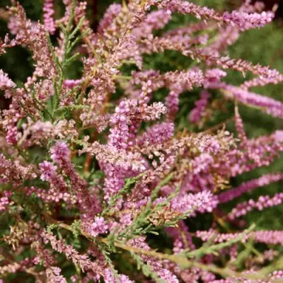 Тамарикс ПИНК КАСКАД в Рогачеве