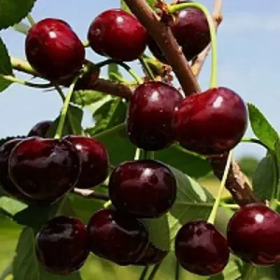 Вишня РОВЕСНИЦА в Рогачеве