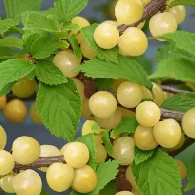 Вишня СНЕВИТ войлочная в Рогачеве