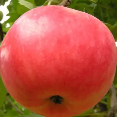 Яблоня СУЙСЛЕПСКОЕ (МАЛИНОВКА) в Рогачеве