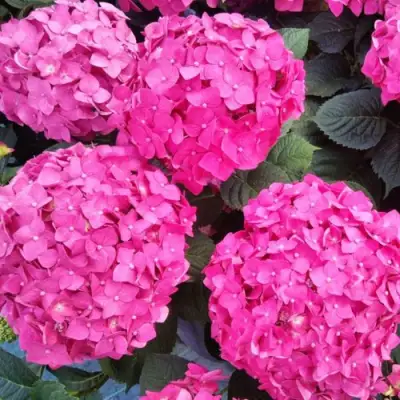 Гортензия ЭНДЛЕСС САММЕР ЛАВ крупнолистная в Рогачеве
