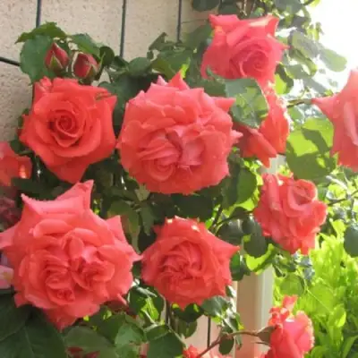 Роза ДИ ДИ БРИДЖУОТЕР плетистая в Рогачеве