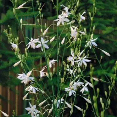 Венечник ветвистый в Рогачеве