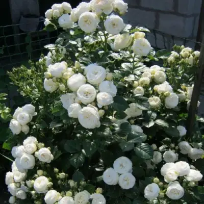 Роза АРТЕМИС шраб в Рогачеве