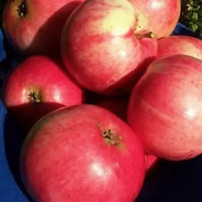 Яблоня СУЙСЛЕПСКОЕ (МАЛИНОВКА) в Рогачеве