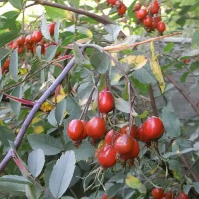 Роза сизая в Рогачеве