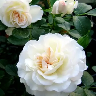 Роза ВАЙТ МЕЙДИЛАНД почвопокровная в Рогачеве