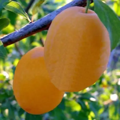 Слива НАТАША в Рогачеве