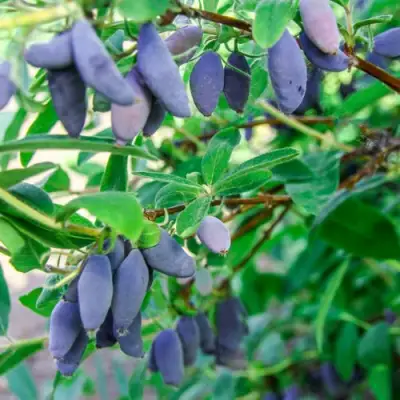 Жимолость съедобная БЛЮ БАНАНА (ГОЛУБОЙ БАНАН) в Рогачеве