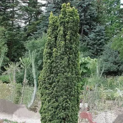 Тис ФАСТИГИАТА РОБУСТА  ягодный  в Рогачеве