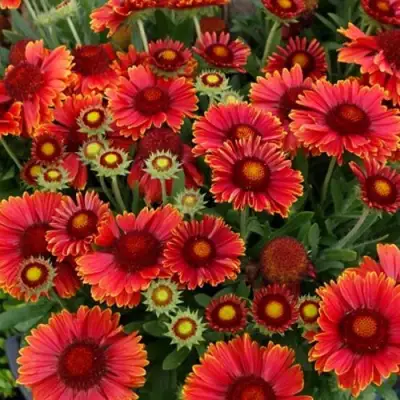 Гайлардия АРИЗОНА РЕД ШЕЙДС в Рогачеве