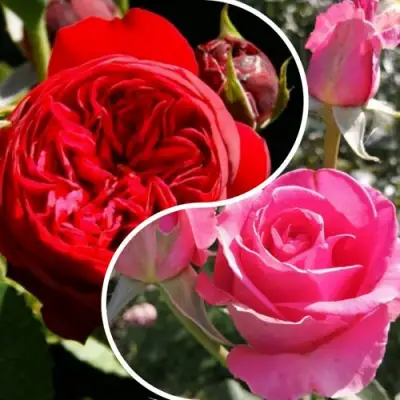 Комплект РОМАНТИЧЕСКИЙ БУКЕТ в Рогачеве