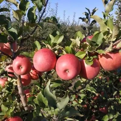 Яблоня ЧЕМПИОН РЕНО в Рогачеве