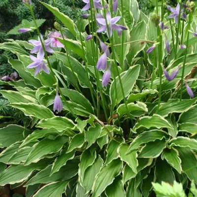 Хоста СТИЛЕТТО гибридная в Рогачеве