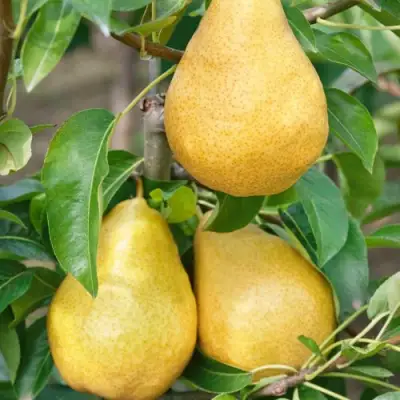 Груша ДЮШЕС ЛЕТНИЙ в Рогачеве