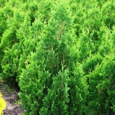 Туя СПИРАЛИС западная в Рогачеве