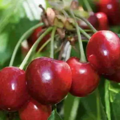 Дюк ИГРУШКА в Рогачеве