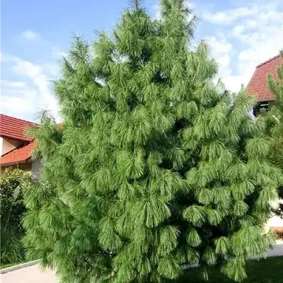 Сосна гриффита в Рогачеве