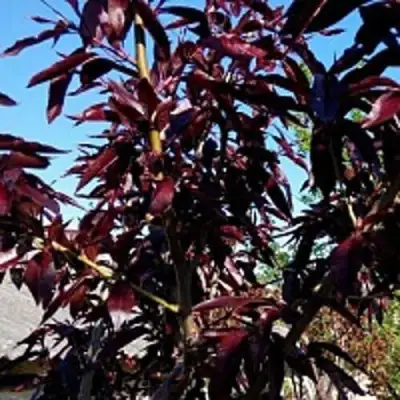 Персик БУРГУНДИ краснолистный в Рогачеве