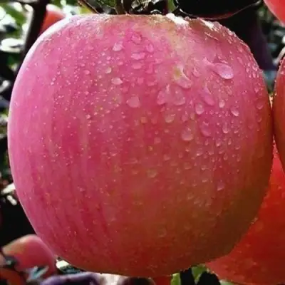 Яблоня РОЗОВЫЙ НАЛИВ в Рогачеве