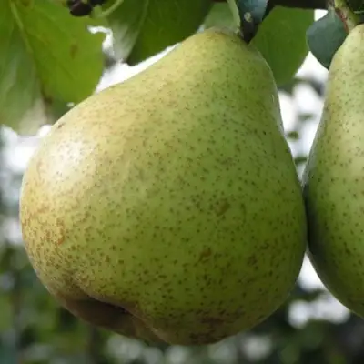 Груша ПЛАТОНОВСКАЯ в Рогачеве
