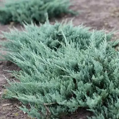 Можжевельник БЛЮ ЧИП горизонтальный  в Рогачеве