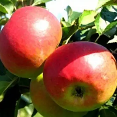 Яблоня СОКОЛОВСКОЕ стелющаяся в Рогачеве